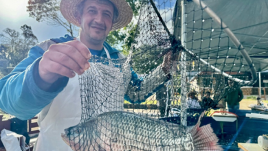 Photo of Feira do Peixe Vivo de Gramado tem sequência neste sábado